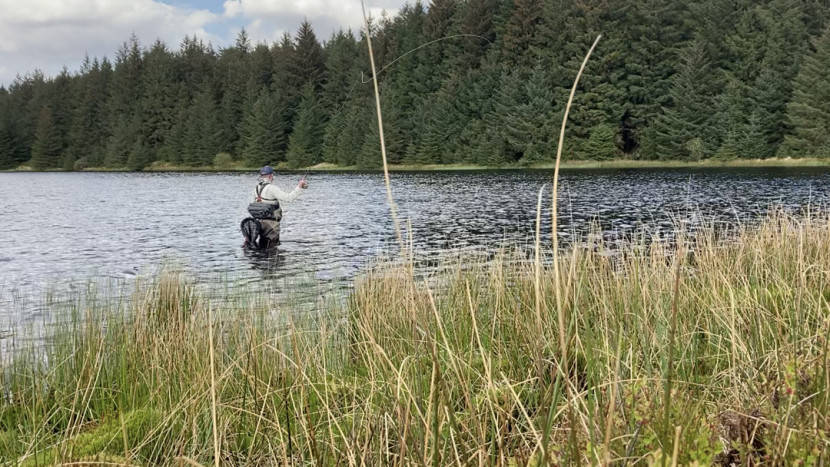 Llyn Berwyn